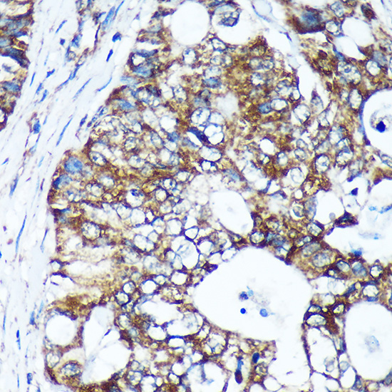 GULP1 Rabbit Polyclonal Antibody - Image 4