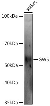 GW5 Rabbit Polyclonal Antibody