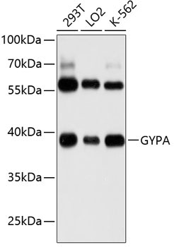 GYPA Rabbit Polyclonal Antibody