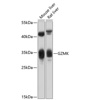 GZMK Rabbit Polyclonal Antibody