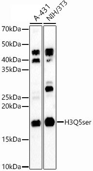 H3Q5ser Rabbit Polyclonal Antibody
