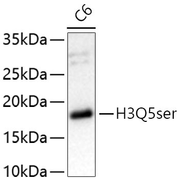 H3Q5ser Rabbit Polyclonal Antibody - Image 2