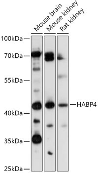 HABP4 Rabbit Polyclonal Antibody