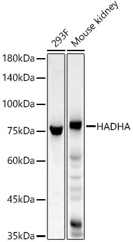 HADHA Rabbit Polyclonal Antibody