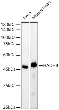 HADHB Rabbit Polyclonal Antibody