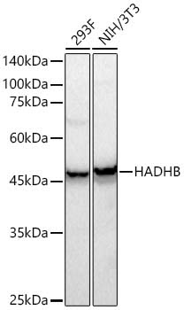 HADHB Rabbit Polyclonal Antibody - Image 2