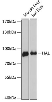 HAL Rabbit Polyclonal Antibody