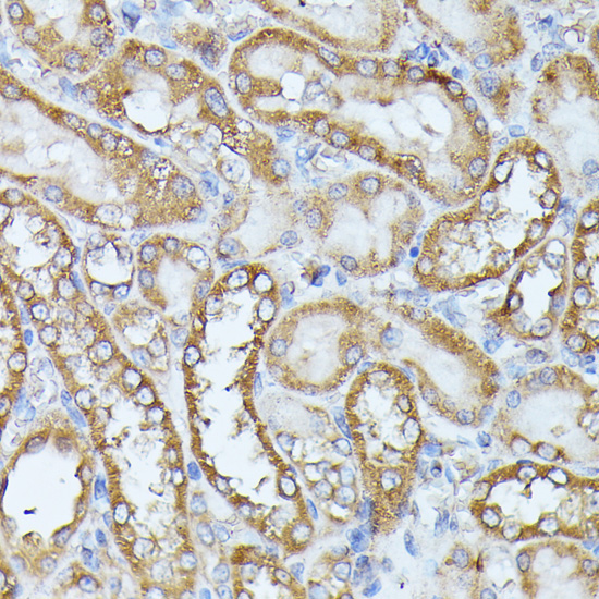 HAL Rabbit Polyclonal Antibody - Image 2