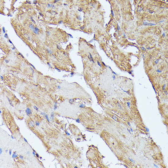 HAL Rabbit Polyclonal Antibody - Image 5