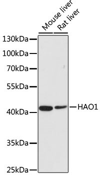 HAO1/GOX Rabbit Polyclonal Antibody