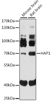 HAP1 Rabbit Polyclonal Antibody