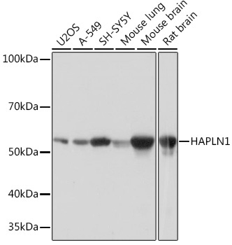 HAPLN1 Rabbit Monoclonal Antibody