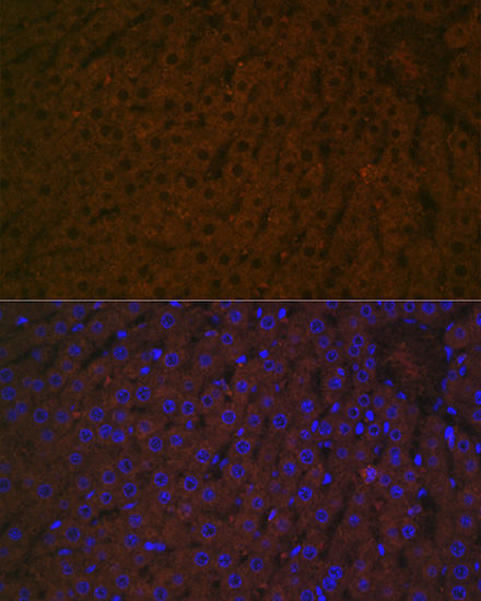 Haptoglobin (HP) Rabbit Monoclonal Antibody - Image 3