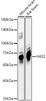 HAS2 Rabbit Polyclonal Antibody