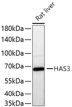 HAS3 Rabbit Polyclonal Antibody