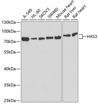HAS3 Rabbit Polyclonal Antibody
