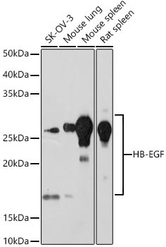 HB-EGF Rabbit Monoclonal Antibody
