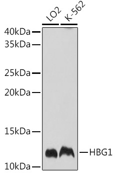 HBG1 Rabbit Polyclonal Antibody