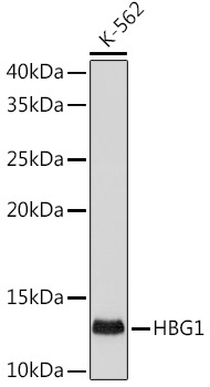 HBG1/2 Rabbit Monoclonal Antibody
