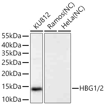 HBG1/2 Rabbit Monoclonal Antibody