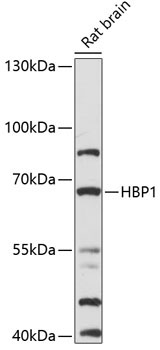 HBP1 Rabbit Polyclonal Antibody