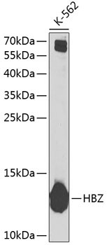 HBZ Rabbit Polyclonal Antibody