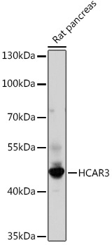 HCAR3 Rabbit Polyclonal Antibody