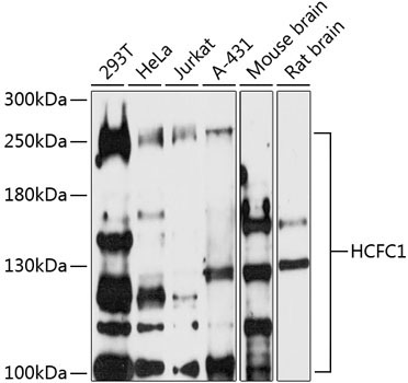 HCFC1 Rabbit Polyclonal Antibody