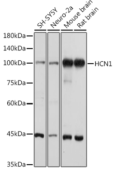 HCN1 Rabbit Polyclonal Antibody