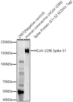 HCoV-229E Spike S1 Rabbit Monoclonal Antibody