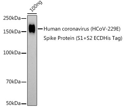 HCoV-229E Spike S1 Rabbit Polyclonal Antibody