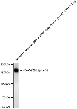HCoV-229E Spike S2 Rabbit Monoclonal Antibody