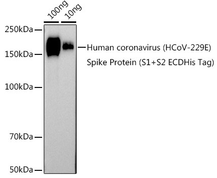 HCoV-229E Spike S2 Rabbit Polyclonal Antibody