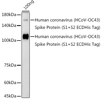 HCoV-OC43 Spike S1 Rabbit Polyclonal Antibody