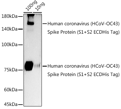 HCoV-OC43 Spike S2 Rabbit Polyclonal Antibody