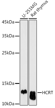 HCRT Rabbit Polyclonal Antibody