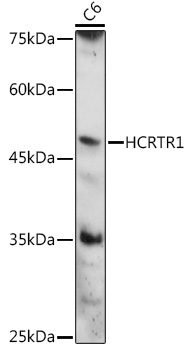 HCRTR1 Rabbit Polyclonal Antibody
