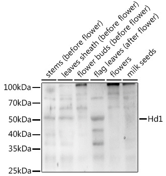Hd1  Rabbit Polyclonal Antibody
