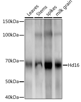 Hd16 Rabbit Polyclonal Antibody