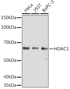 HDAC1 Mouse Monoclonal Antibody