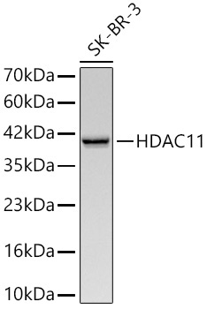HDAC11 Rabbit Monoclonal Antibody - Image 2