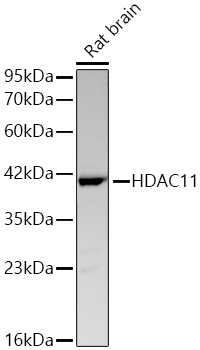 HDAC11 Rabbit Monoclonal Antibody - Image 3