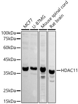 HDAC11 Rabbit Polyclonal Antibody