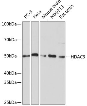 HDAC3 Rabbit Monoclonal Antibody