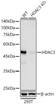 HDAC3 Rabbit Monoclonal Antibody - Image 2