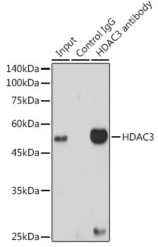 HDAC3 Rabbit Monoclonal Antibody - Image 3