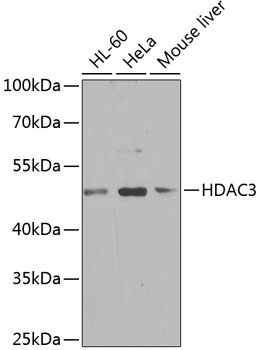 HDAC3 Rabbit Polyclonal Antibody