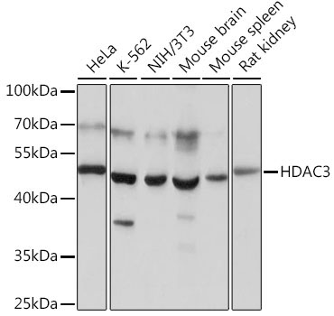 HDAC3 Rabbit Polyclonal Antibody