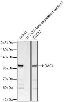HDAC4 Rabbit Polyclonal Antibody