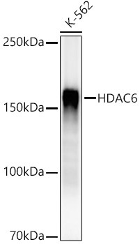 HDAC6 Rabbit Monoclonal Antibody
